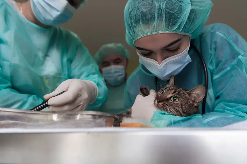 Veterinary Technologists and Technicians