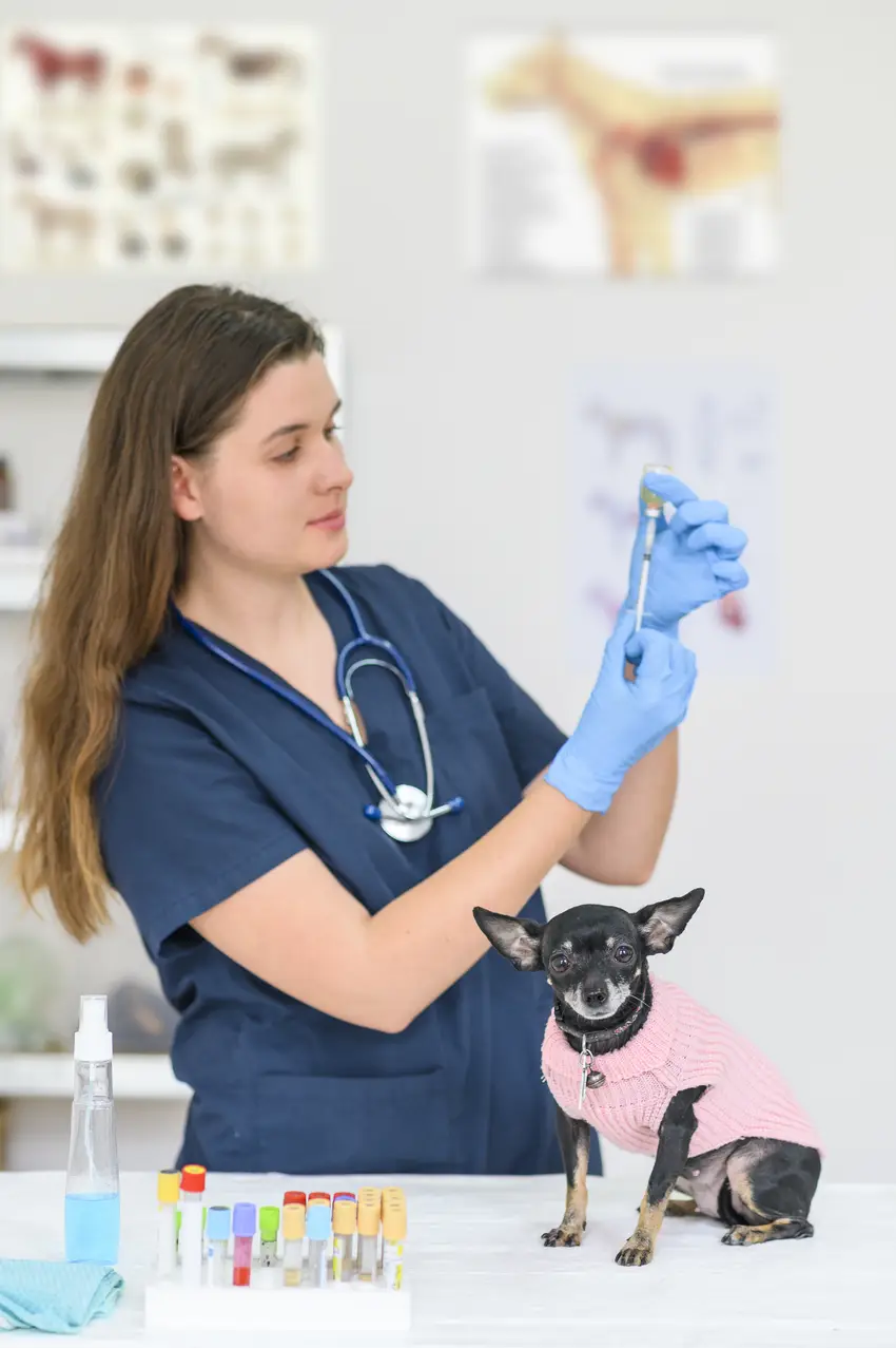 Veterinary Assistants