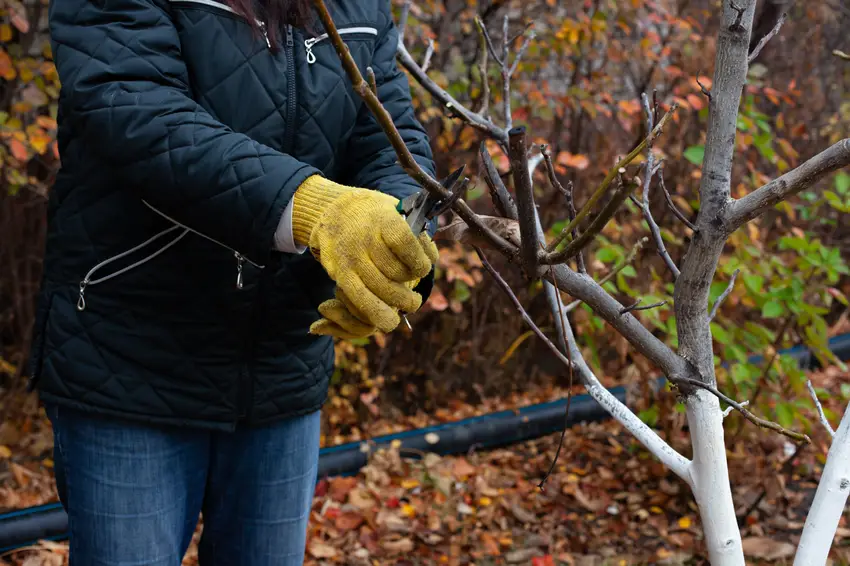 Tree Trimmers and Pruners
